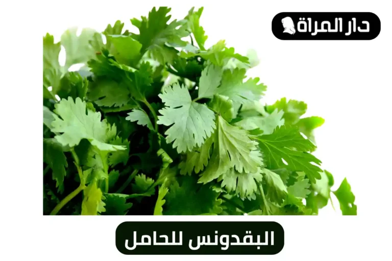 البقدونس للحامل